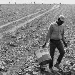 detail of a black and white picture showing a man leaving a pickle field carrying a large bucket