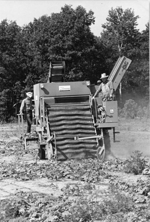 a black and white image of a mechanical pickle harvester and two men operating it
