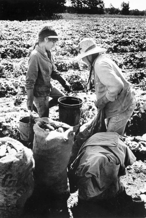 a black and white photo fo a mother and her daughter picking cucumbers in a field during summer. the mother is wearing a hat and there are larger bags of pickles stacked beside the two women.