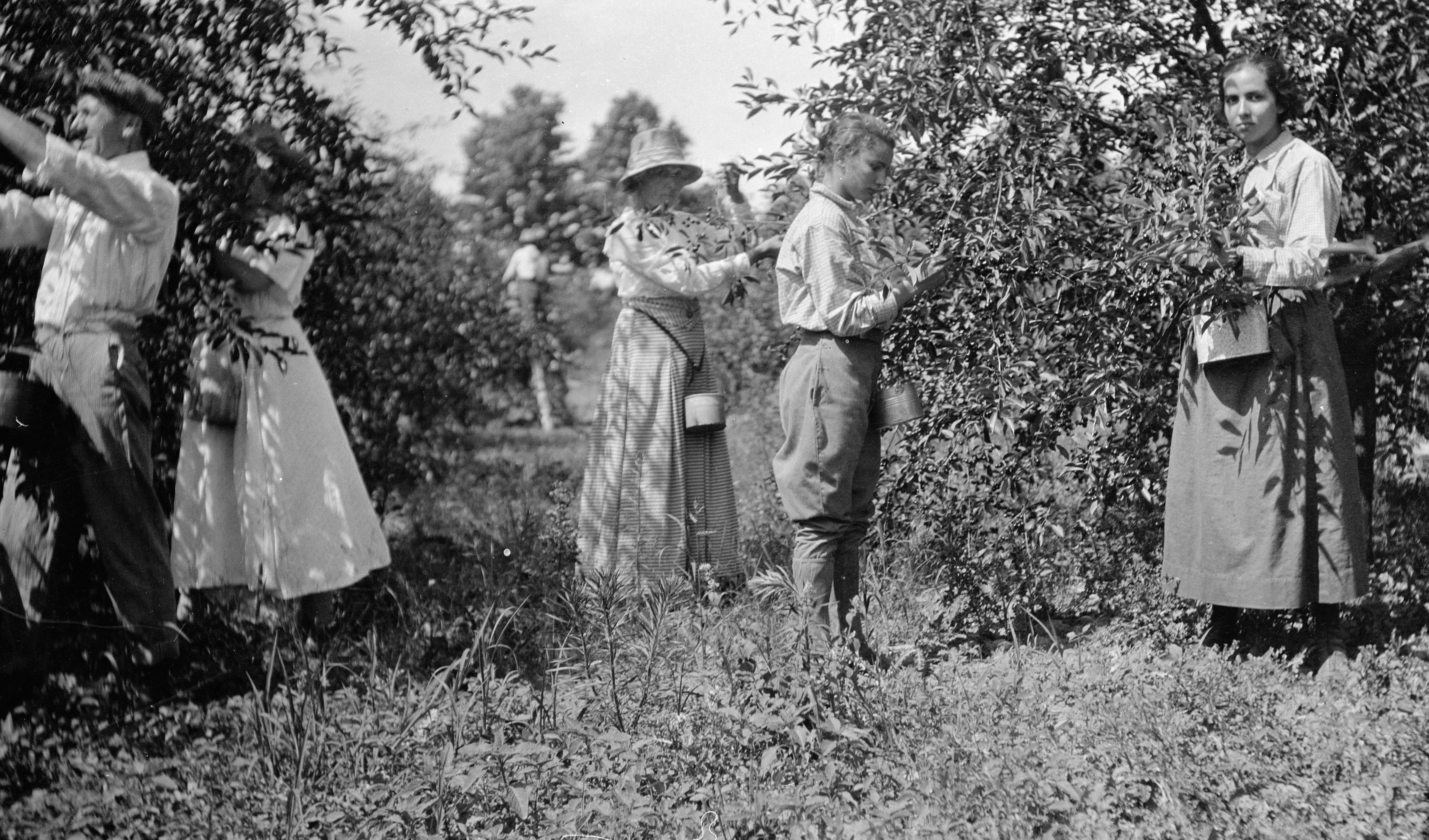 People Plucking Cherries Image courtesy of the Wisconsin Historical Society. Image ID: 93442.