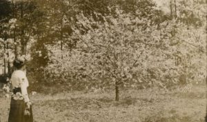 Cherryland promoted the natural beauty of the cherry orchards, and the annual blossoming of the trees proved a popular tourist draw. Photograph courtesy of the Wisconsin Historical Society. Image ID: 94781.