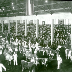 Handlers exhibit the University dairy herd for students at the Farmers Course, UW Stock Pavilion, 1900-1920. Part of the Frank N. Campbell Slide Collection. Courtesy of the University of Wisconsin Archives.