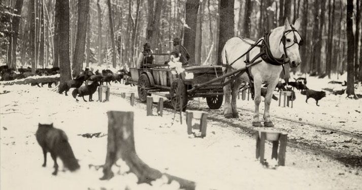 Fox handlers feeding a herd of foxes in their wooded pelting ranges, 1929. Photograph courtesy of the Marathon County Historical Society.