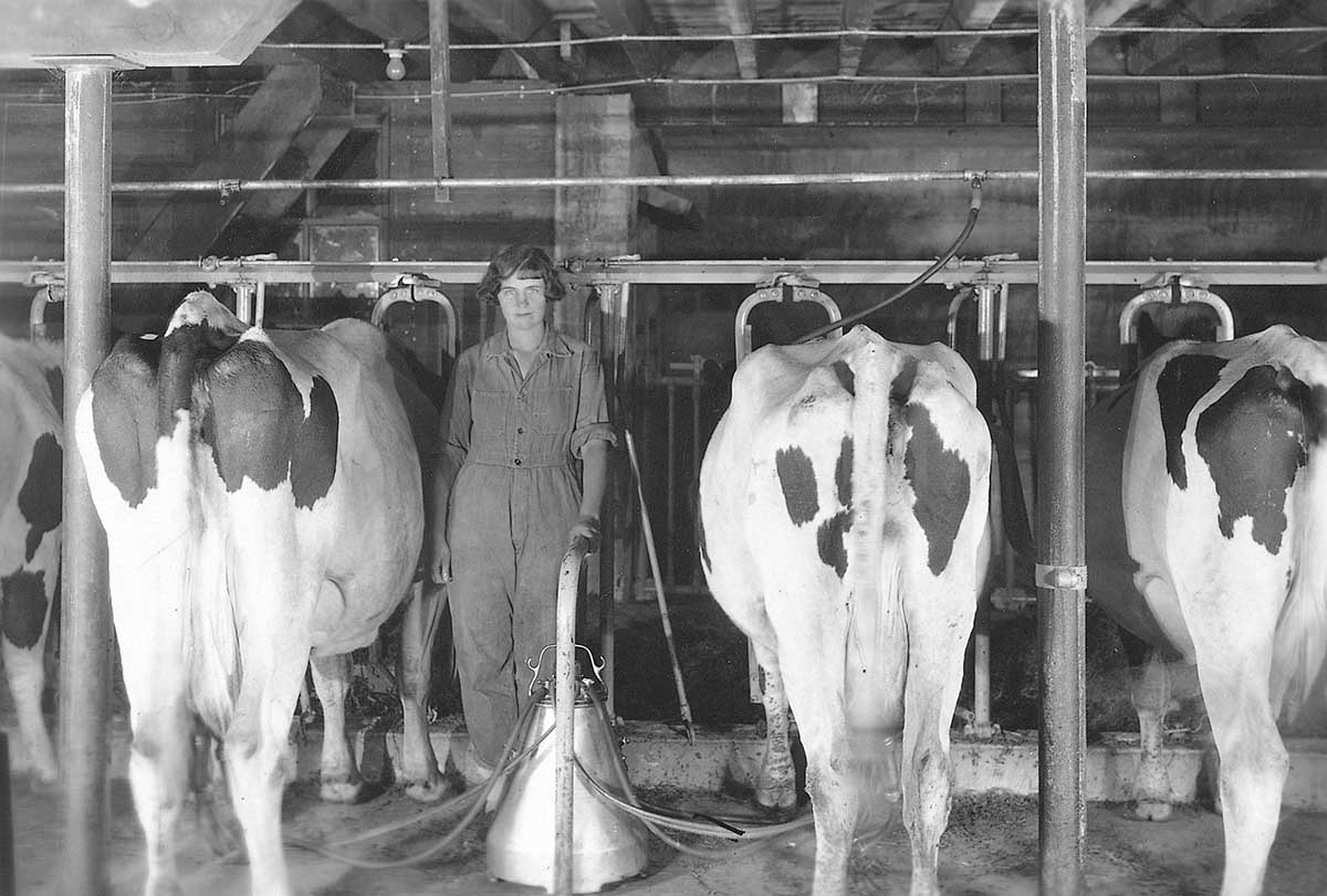 A woman runs the milking operation at the G.L. Hamon dairy farm, Juda, Wisconsin, circa 1929. Image courtesy of Wisconsin Historical Society. (Image ID 24439)
