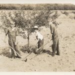 Oliver, Sheldon, and Glen Fardig help in the Fardig Orchard in Ephraim, WI, c. 1930. Photograph courtesy of the Ephraim Historical Foundation.