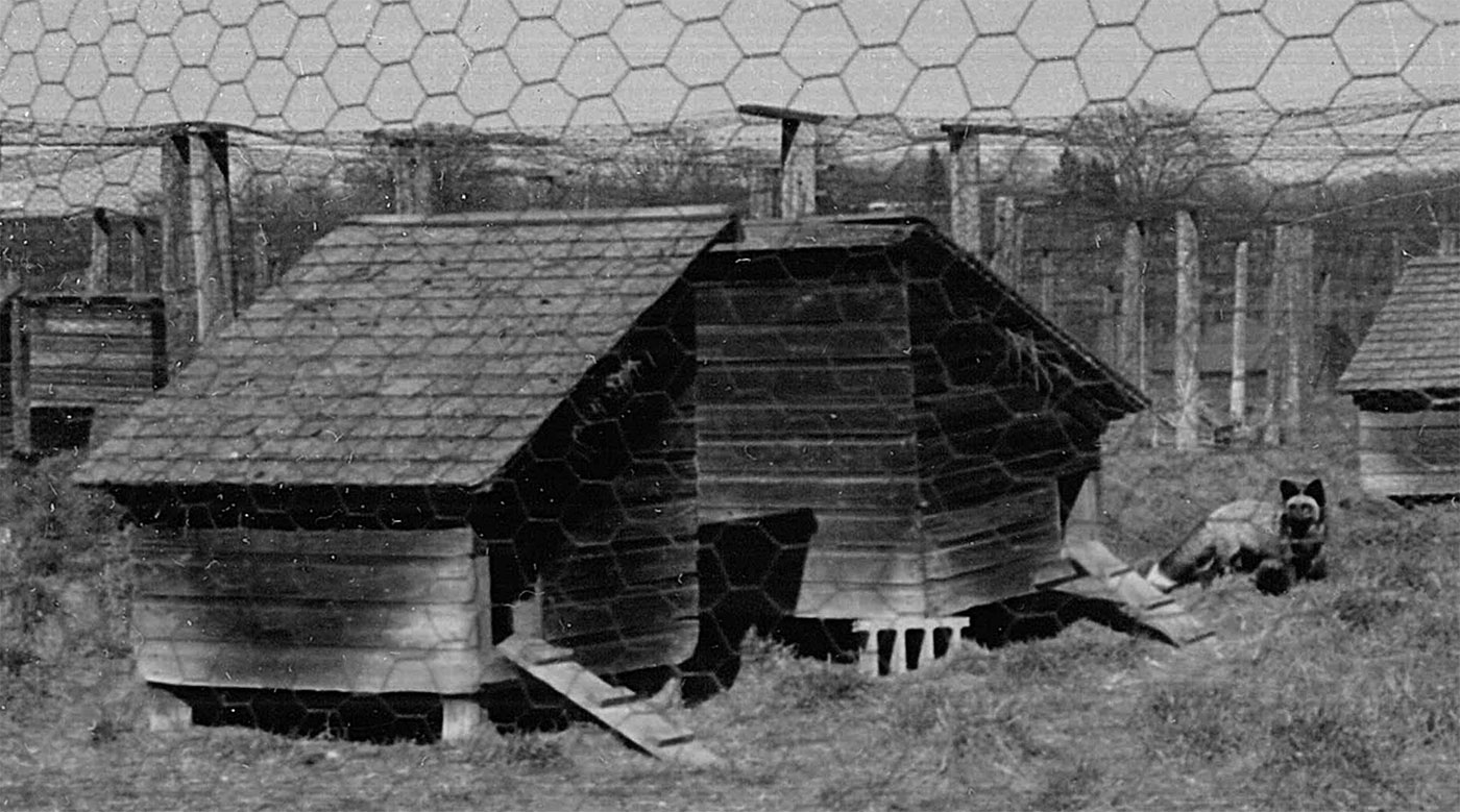 Simple pens were used to hold foxes during breeding and birth. Wire fences were used to create not only walls, but also roofs to prevent the foxes from jumping out of the enclosure. Date unknown. Photograph courtesy of the Marathon County Historical Society.