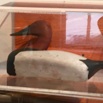 A carved wooden duck with a white back and brown head in a glass case.