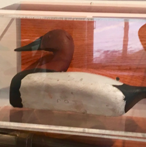 A carved wooden duck with a white back and brown head in a glass case.