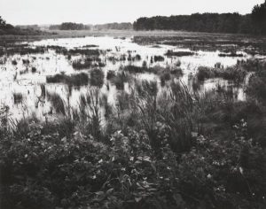 a black and white photo of a marsh with water