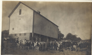 a black and white image of the Hefty-Blum barn with no additions and with cows in the foreground.