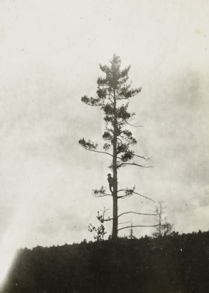 A Lumberjack Climbs a Tree