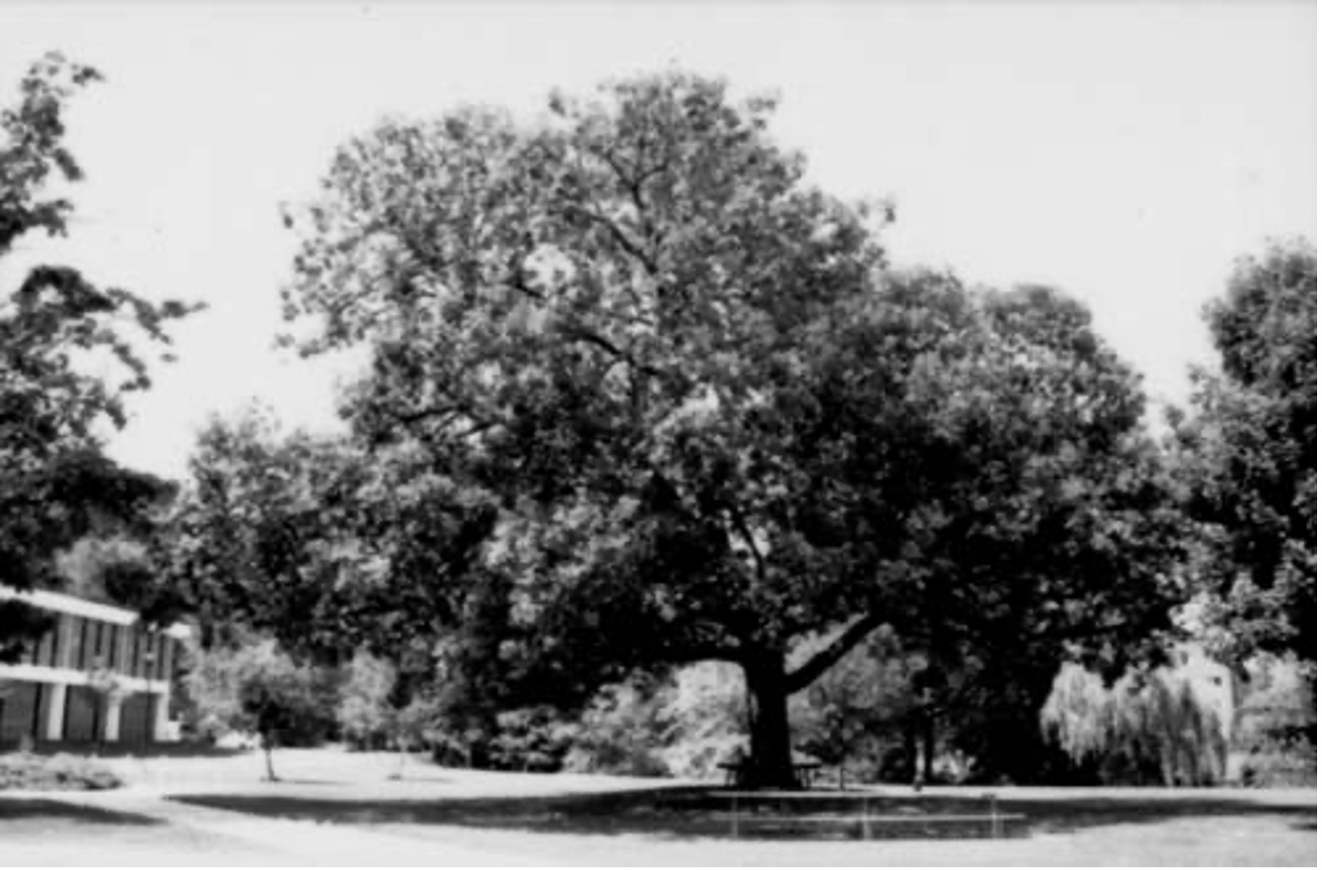Read more about the article UW-Eau Claire & The Council Oak Tree