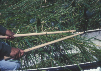 Read more about the article OBJECT HISTORY: Ricing Sticks (Bawa’iganaakoog)