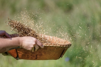 Read more about the article Wild Rice and Wetland Conservation