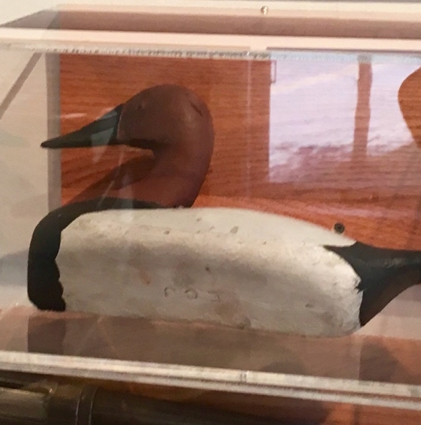 A wooden duck decoy in display case with white body, brown head, and black breast and tail.