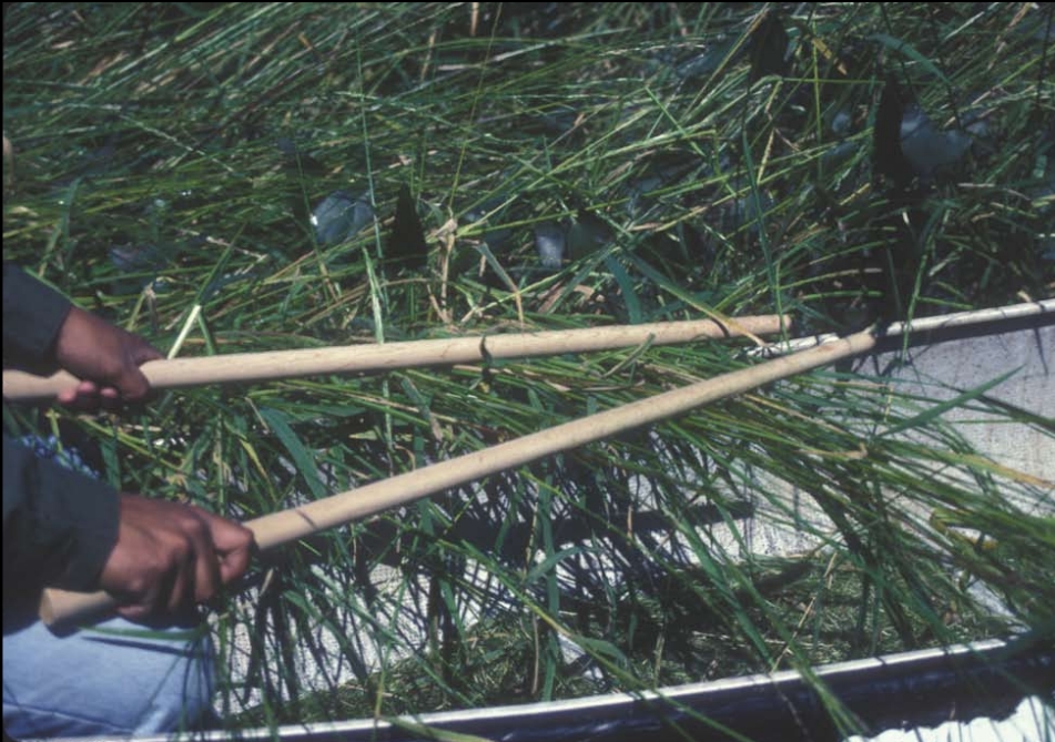 A photograph of a figure holding a pair of ricing sticks, bending wild rice plants over the side of a boat.