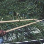 A photograph of a figure holding a pair of ricing sticks, bending wild rice plants over the side of a boat.