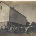 a black and white image of the Hefty-Blum barn with no additions and with cows in the foreground.