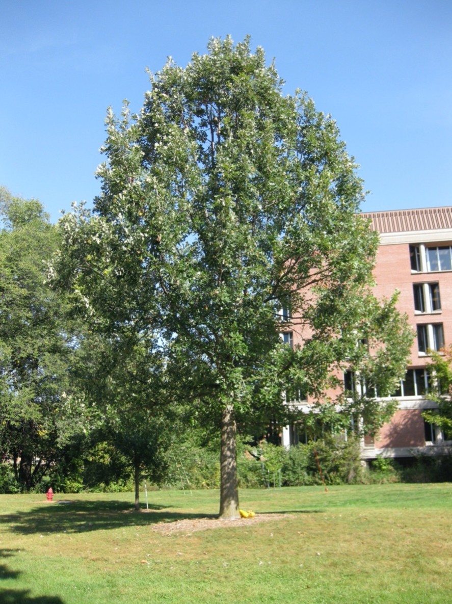 A photograph of a 25-year-old oak tree standing in front of campus buildings.