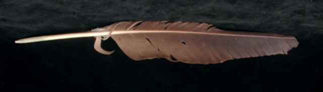 A bald eagle feather.