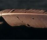 A bald eagle feather.