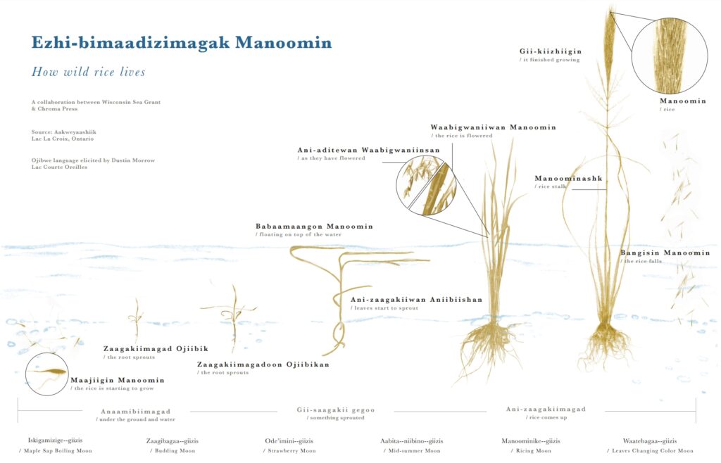 A diagram that shows the lifecycle of rice with labels in Ojibwe. At the left there is a rice kernel in the ground below water, moving right, the plant sprouts underwater, then the plant grows leaves, then it breaks the surface of the water. At the right, we see a mature plant having flowered.