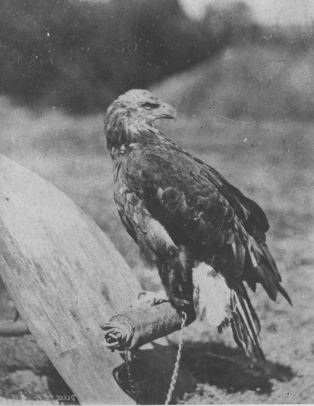 Image of an adolescent bald eagle, white feathers beginning to appear on its head. The bird has a chain around its leg, tethering it to a perch.