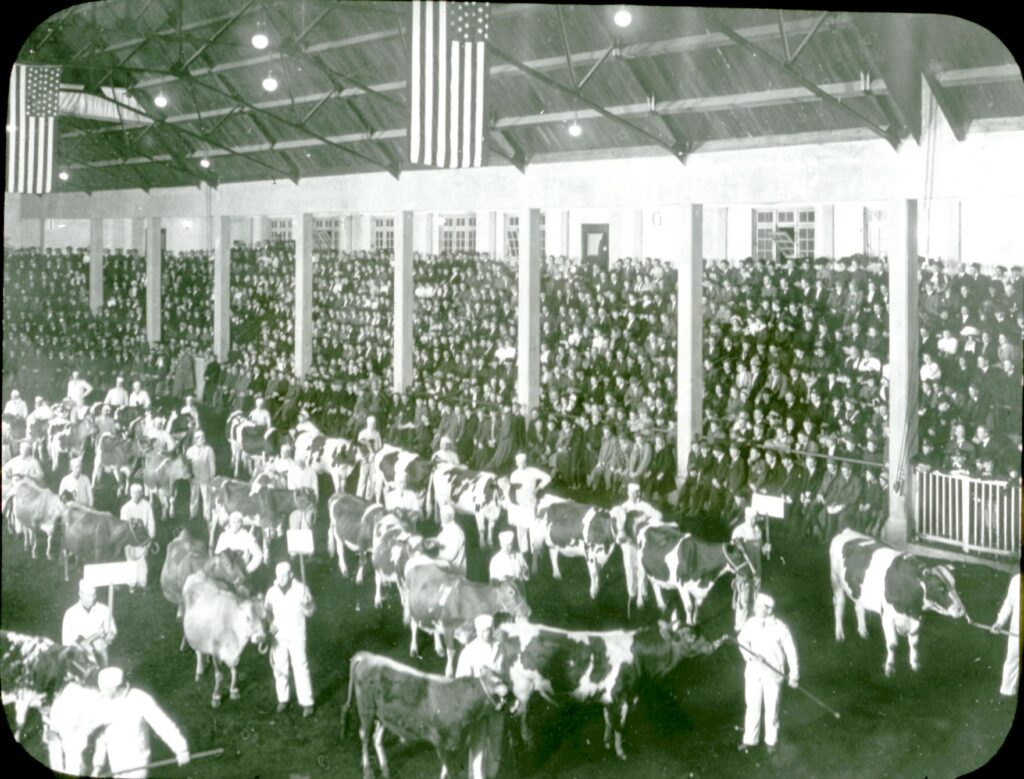 Scene from the interior of the University of Wisconsin Livestock Pavilion with a dairy cattle herd and grandstands filled with spectators.