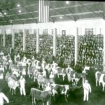 Scene from the interior of the University of Wisconsin Livestock Pavilion with a dairy cattle herd and grandstands filled with spectators.