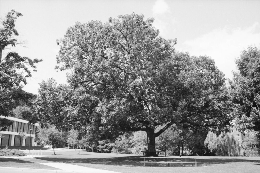 A black-and-white photograph of the Council Oak. There is a bench at its base and a campus building is visible in the background.