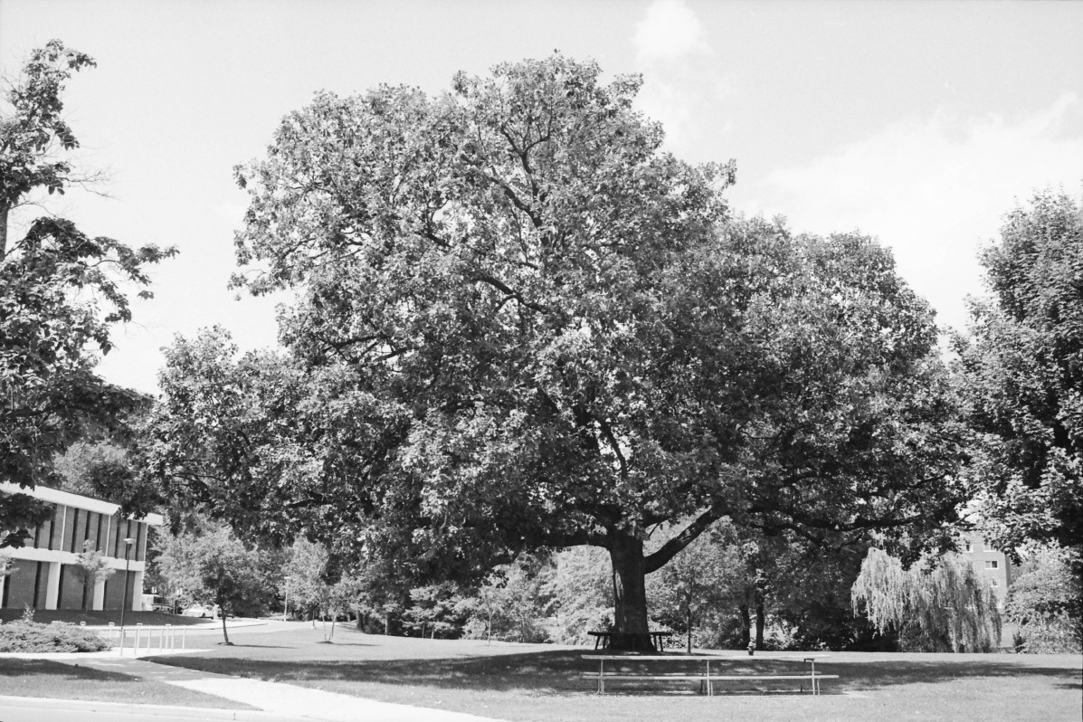 A black-and-white photograph of the Council Oak. There is a bench at its base and a campus building is visible in the background.