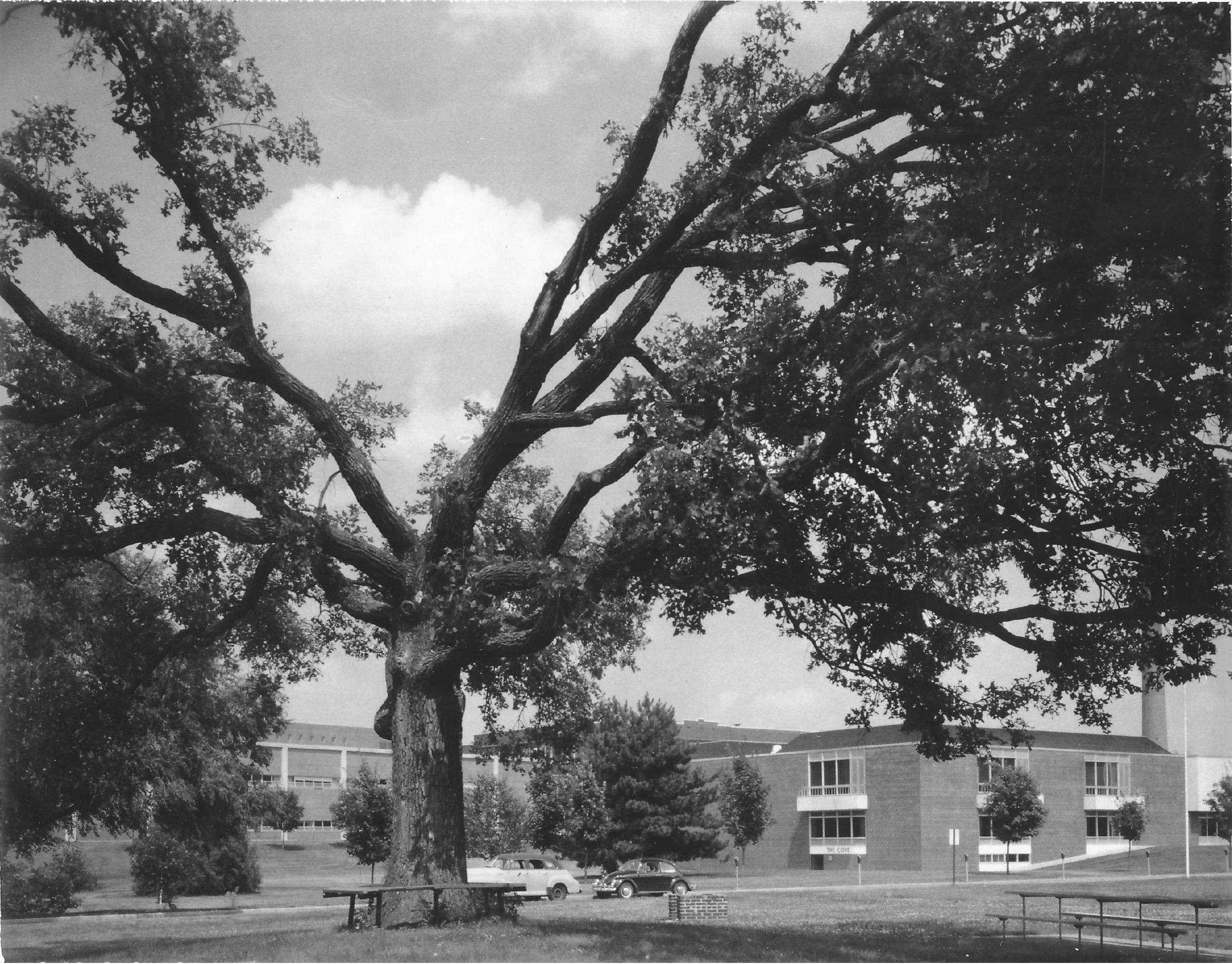 A black-and-white photograph of the Council Oak, damaged by lighting. The canopy is split.