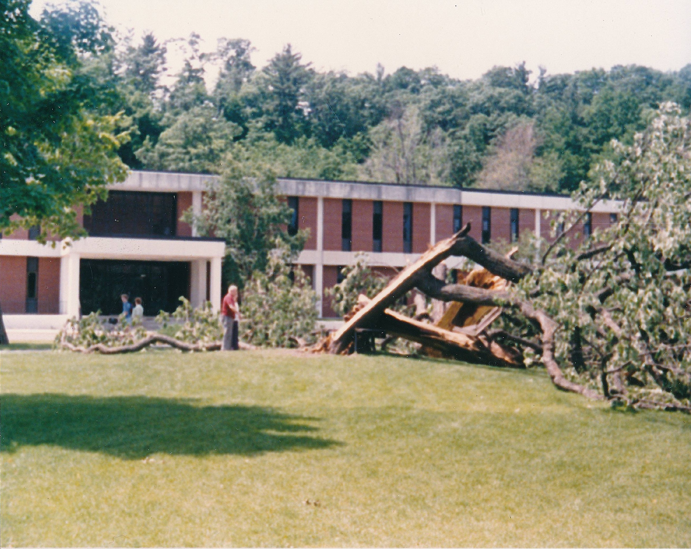 An image of a man investigating the aftermath of a windstorm, the tree lays in many large pieces on the ground.