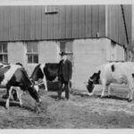 A man in a suit stands with four dairy cows in front of a barn.