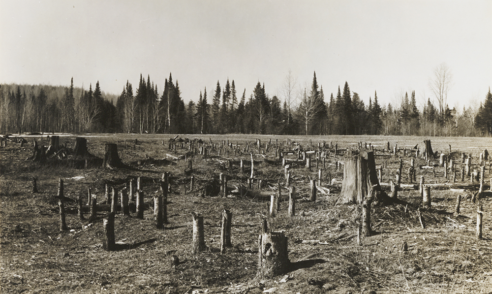 A photo of a clearing filled with stumps, a young forest stands in the distant background.