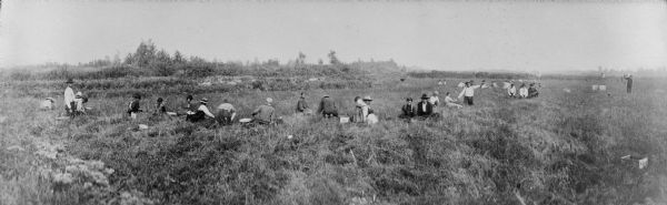 A black and white photo of a group of people harvesting cranberries in a marshy area.