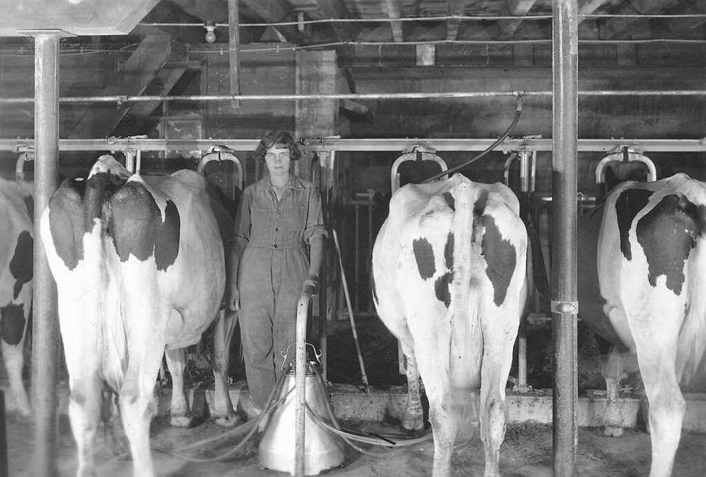 A woman in coveralls stands in a barn amongst dairy cows in stanchions.