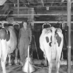 A woman in coveralls stands in a barn amongst dairy cows in stanchions.