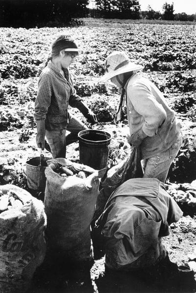 Two women crouch in a cucumber field putting cucumbers into burlap sacks.