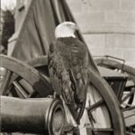 A bald eagle perched on the end of a cannon.