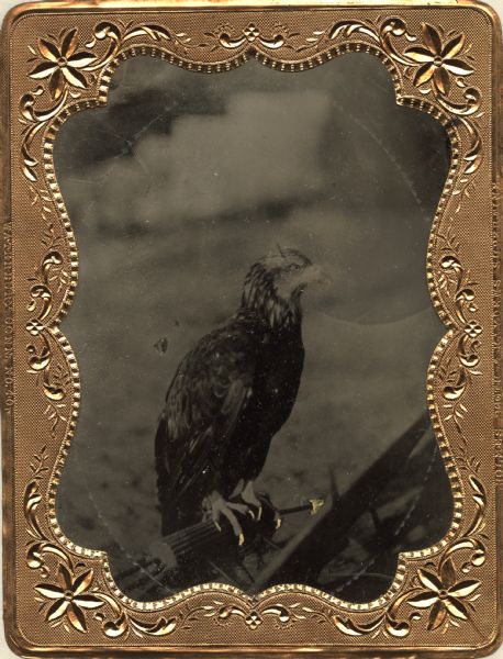 A ferrotype of a young eagle, not yet with white feathers in a brass frame.