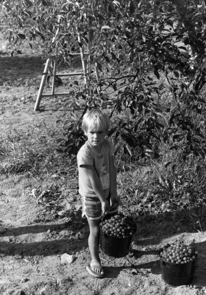 A young boy struggles to carry a full pail of cherries in an orchard, another filled pail rests on the ground.