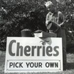 A man pours a large pot of freshly picked cherries into an evaporated milk carton. The carton rests on a sign reading, "Cherries, Pick Your Own." Cherry trees are visible behind him.