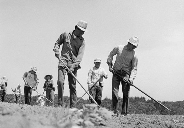 A ground-level photograph of field hands use hand tools for planting.