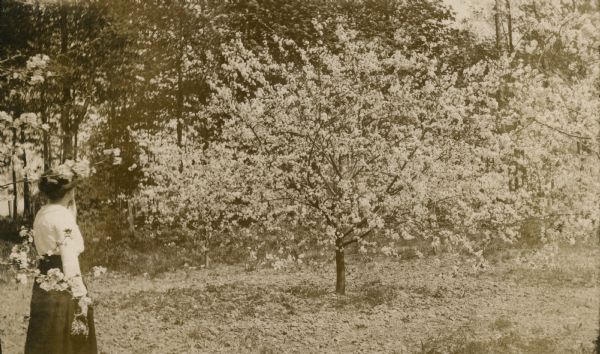 A woman stands admiring a cherry tree in full bloom.