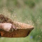 A birchbark winnowing tray. Rice chaff blows in the wind.