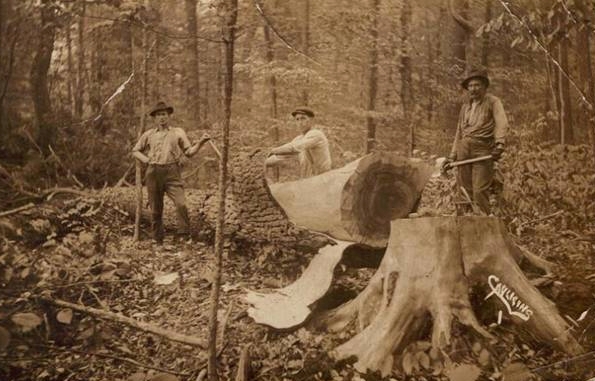 A sepia-tone picture of three men peeling bark from a felled oak tree.