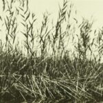 Black and white photograph of wild rice plants on the edge of a marsh.