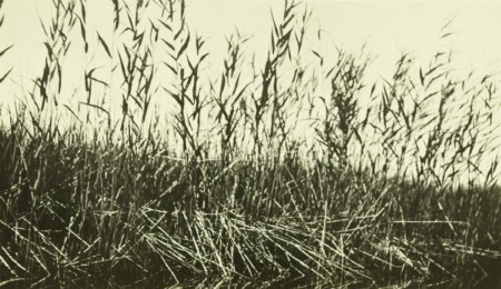 Read more about the article When Lake Koshkonong was a Marsh