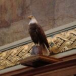 A mounted bald eagle, Old Abe.